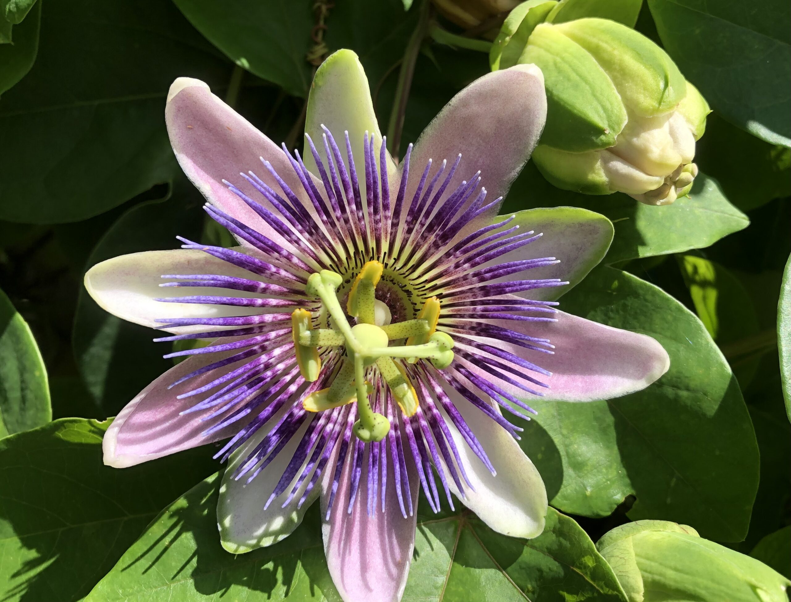 Passiflora, Passion Flower