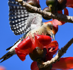 red silk cotton tree featuring a bird.