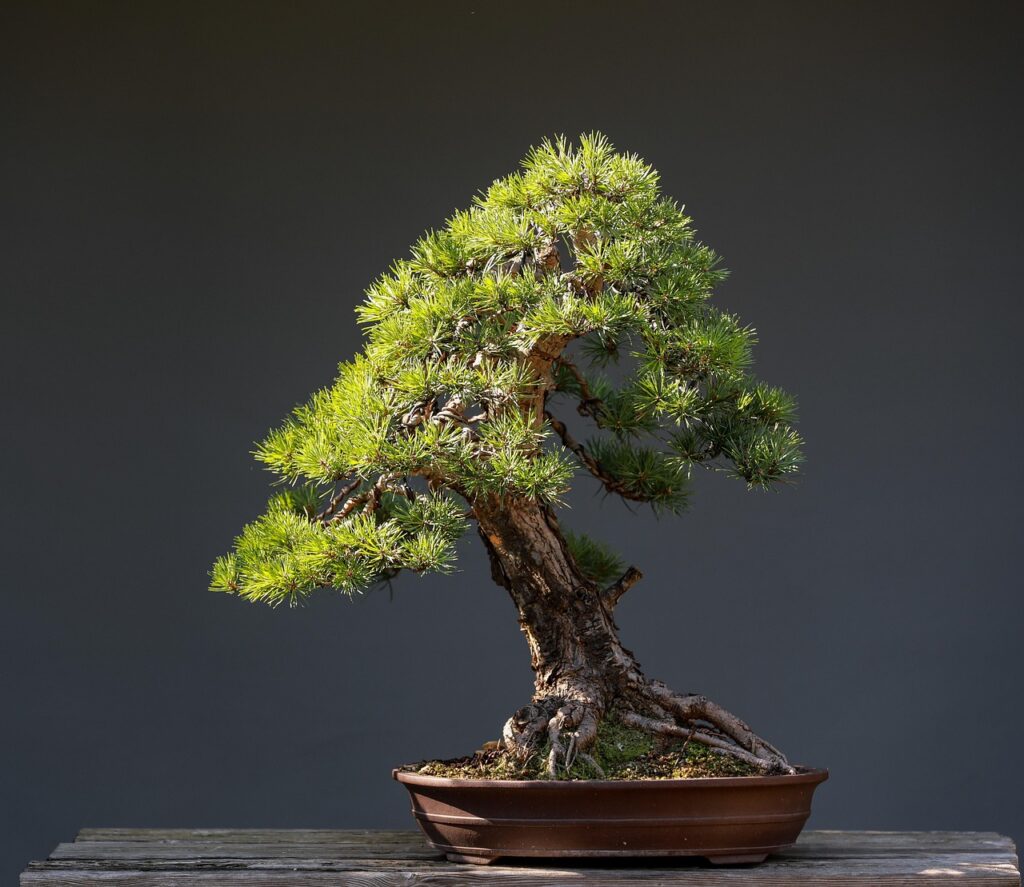 A bonsai tree in an attractive pot.